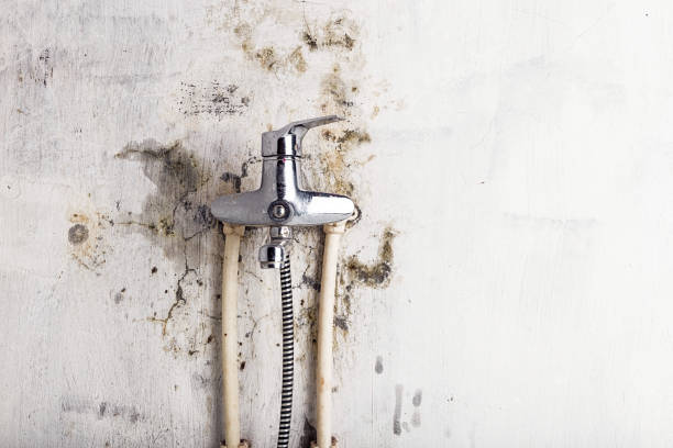 Best White Mold Remediation in Milan, OH