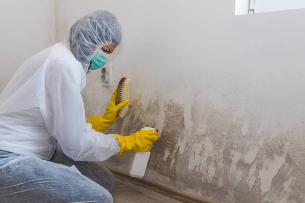 Best Emergency Mold Remediation in Milan, OH