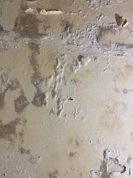 Best Basement Mold Remediation in Milan, OH