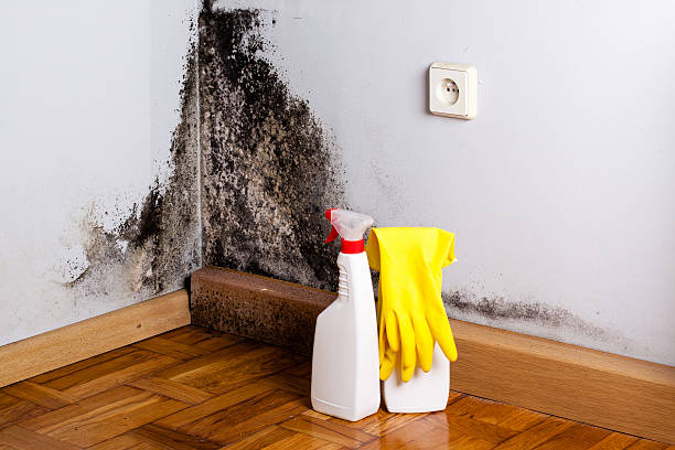 Professional Mold Remediation in Milan, OH