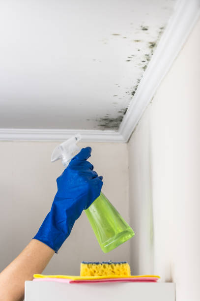 Best Kitchen Mold Remediation in Milan, OH