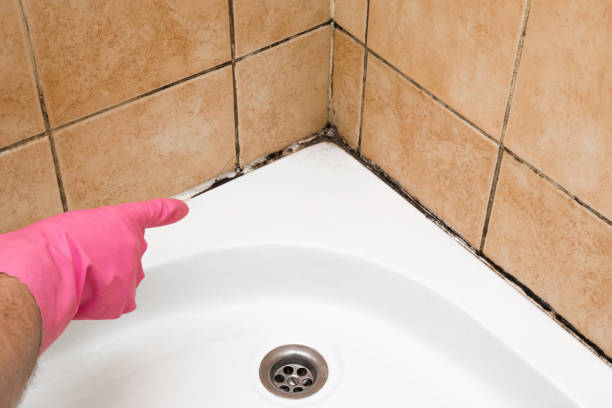Best Residential Mold Remediation in Milan, OH